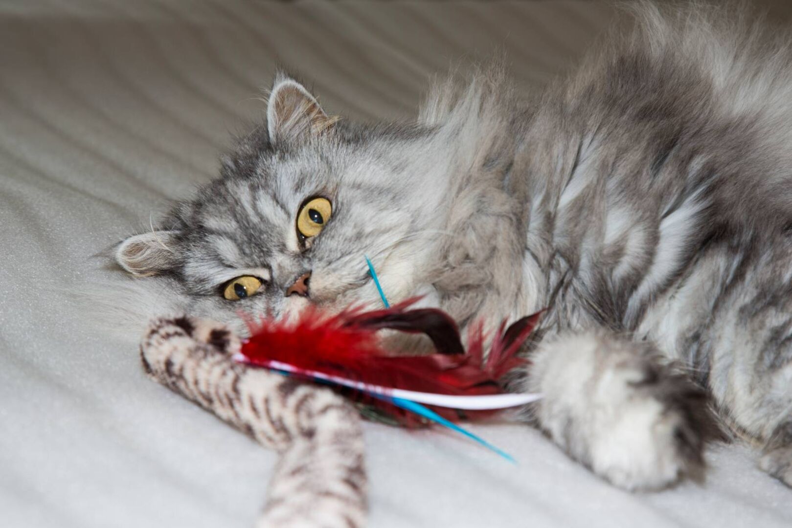 Katze in Seitenlage mit Spielzeug unter den Pfoten