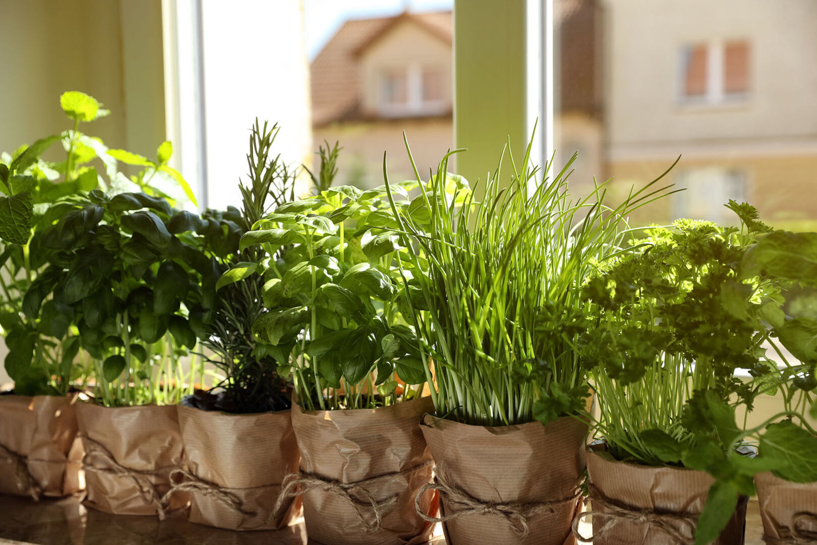 Kräutergarten am Fensterbrett | Credit: iStock.com/Liudmila Chernetska