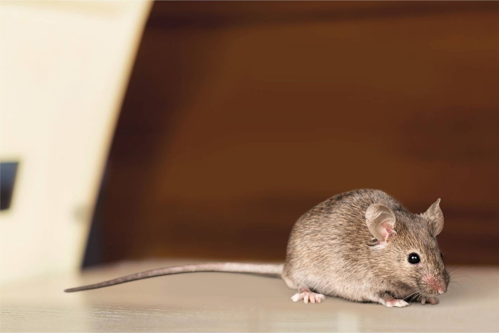 Nahaufnahme einer braunen Maus