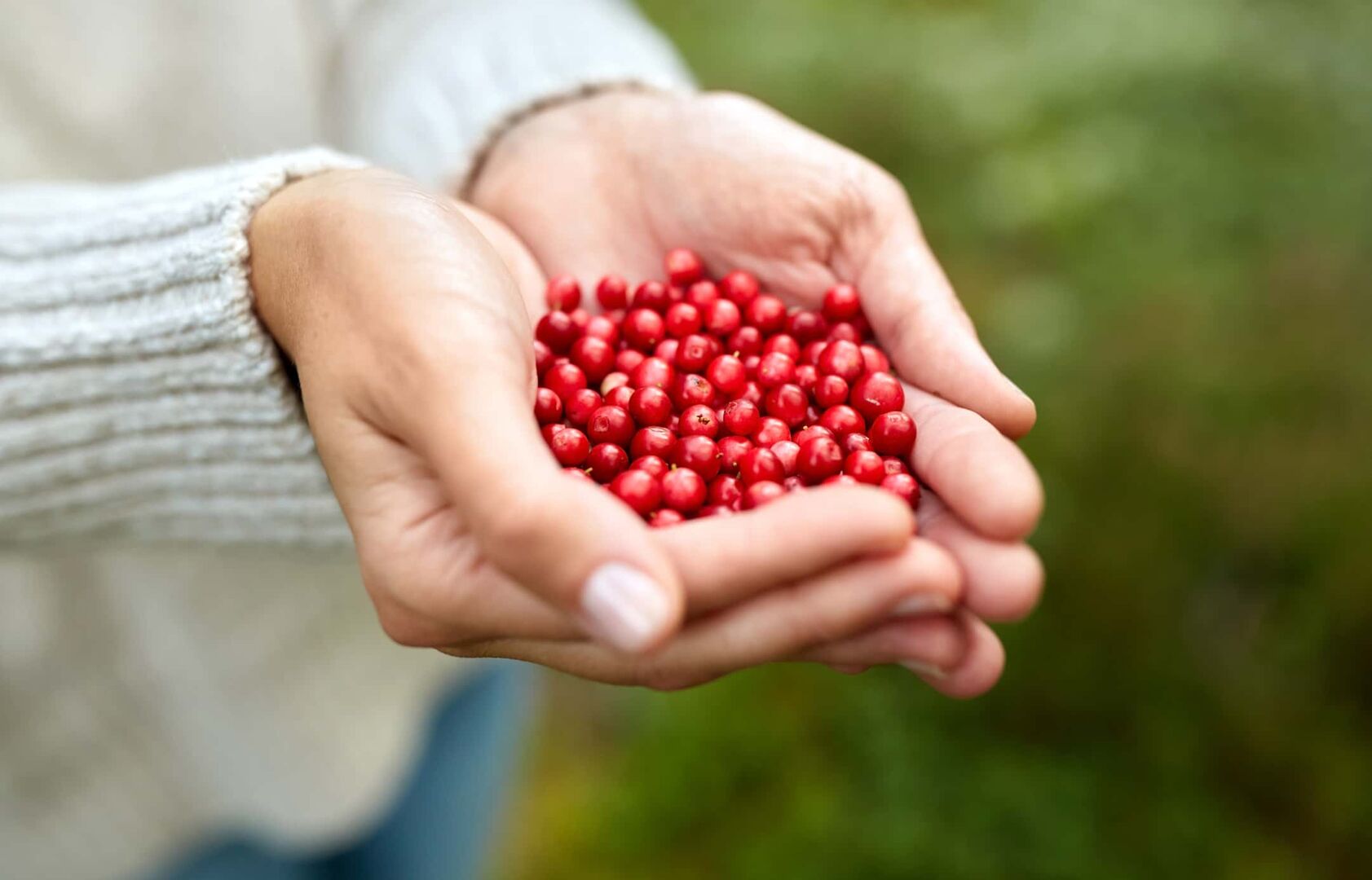 Eine Frau mit weißen Pullover hält eine Handvoll frisch gepflückter - rot leuchtender - Preiselbeeren.