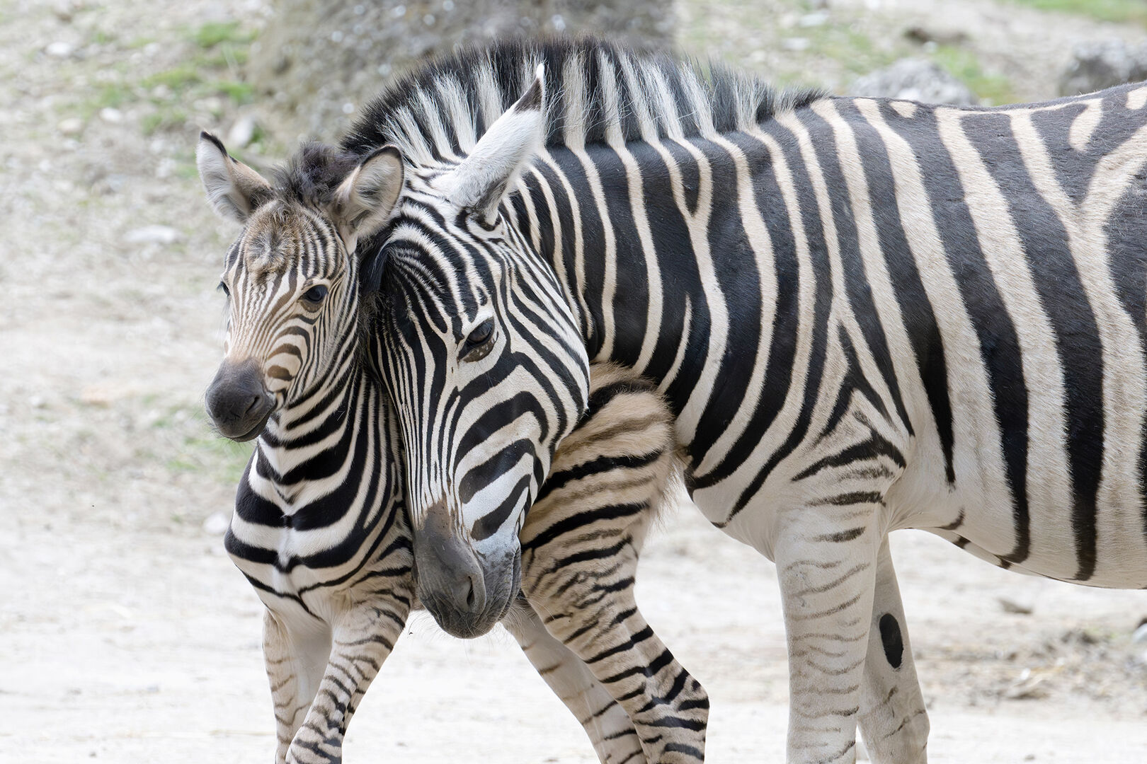 Zwei nahe beieinander stehende Burchell-Zebras