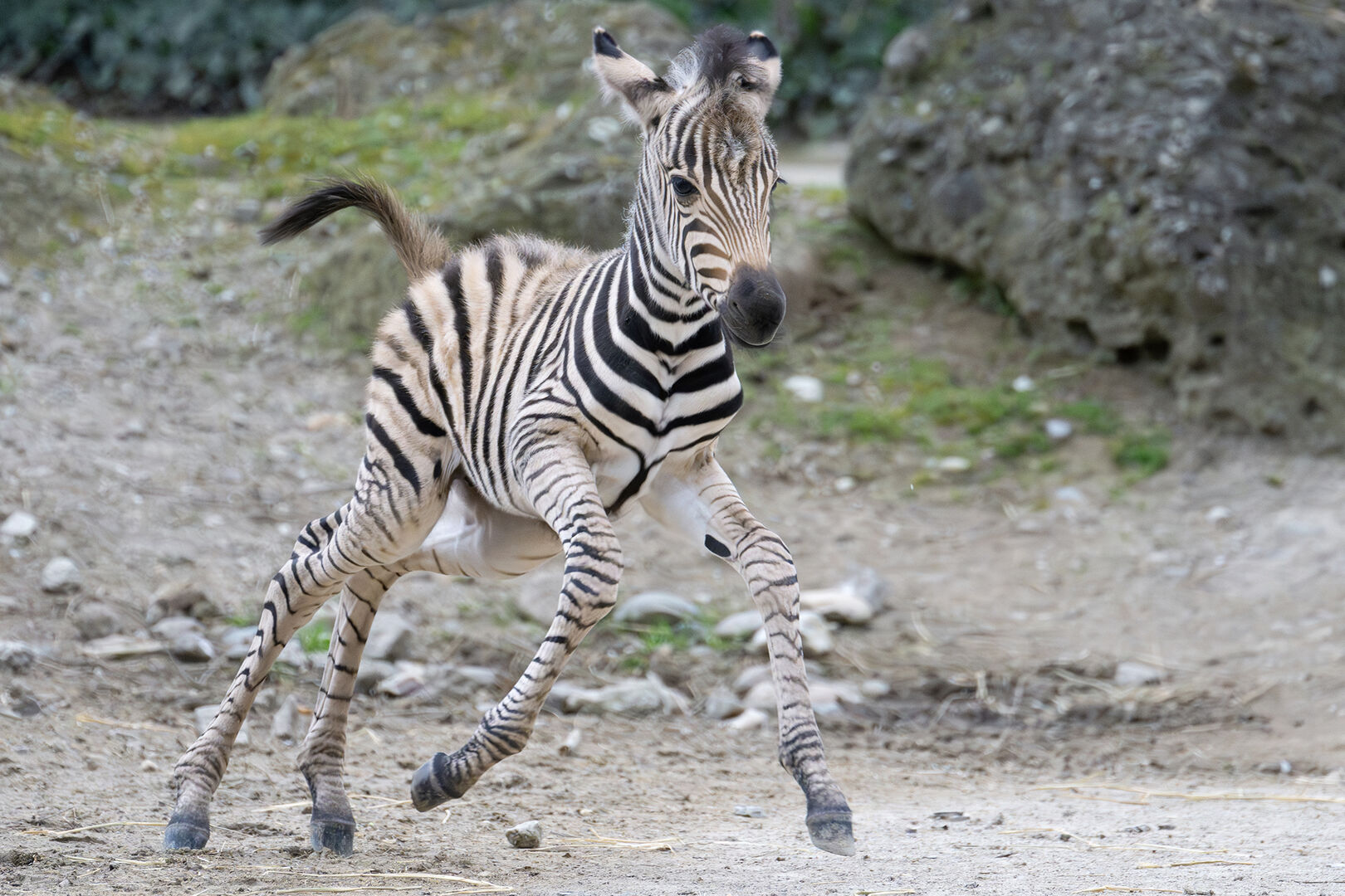 Ein junges Zebrafohlen erkundet das Gelände des Tiergartens Schönbrunn.