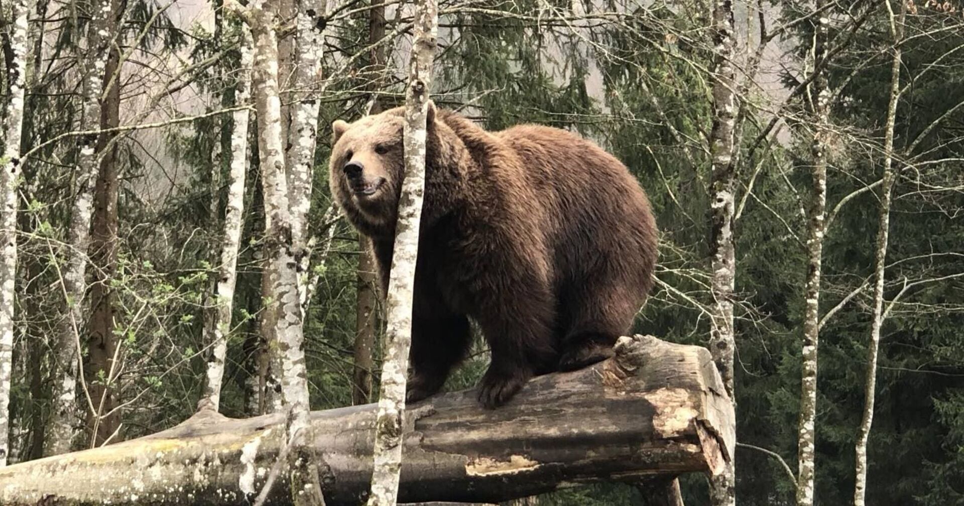 Ein Braunbär sitzt im Wildpark Grünau auf einem Baumstamm. Er kratz seinen Kopf an einer jungen Birke.