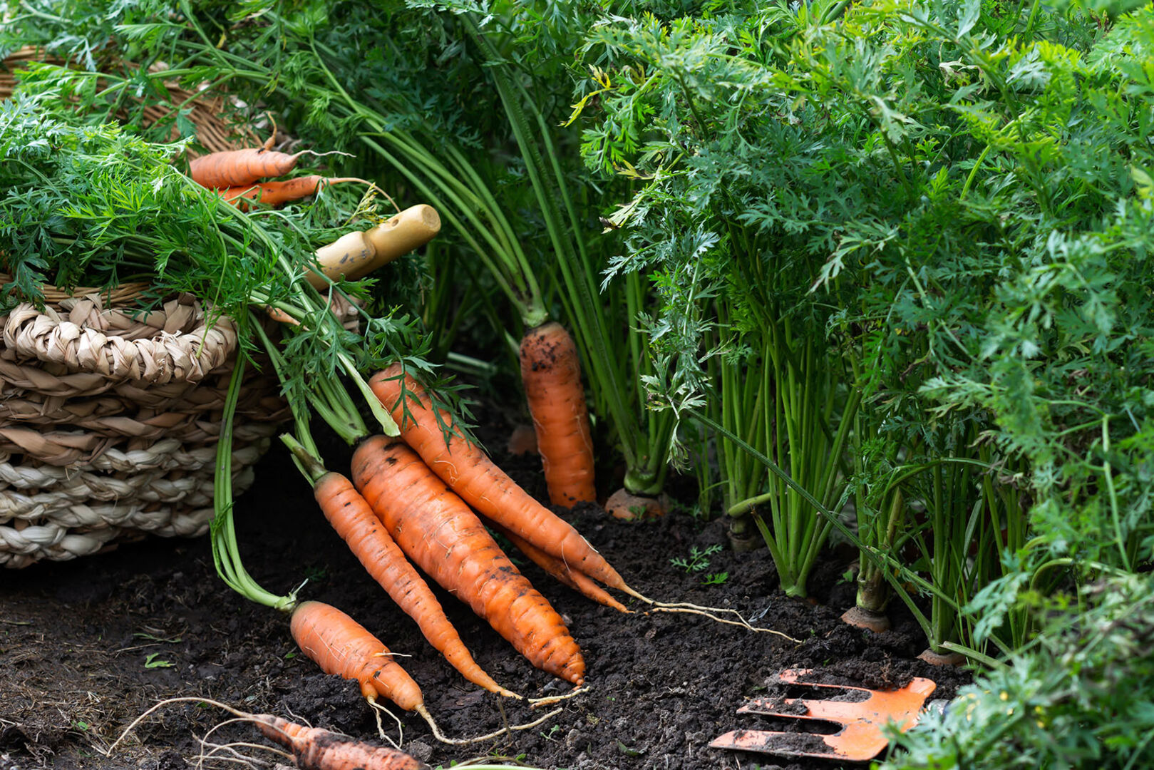 Karotten im Garten | Credit: iStock.com/Jurgute