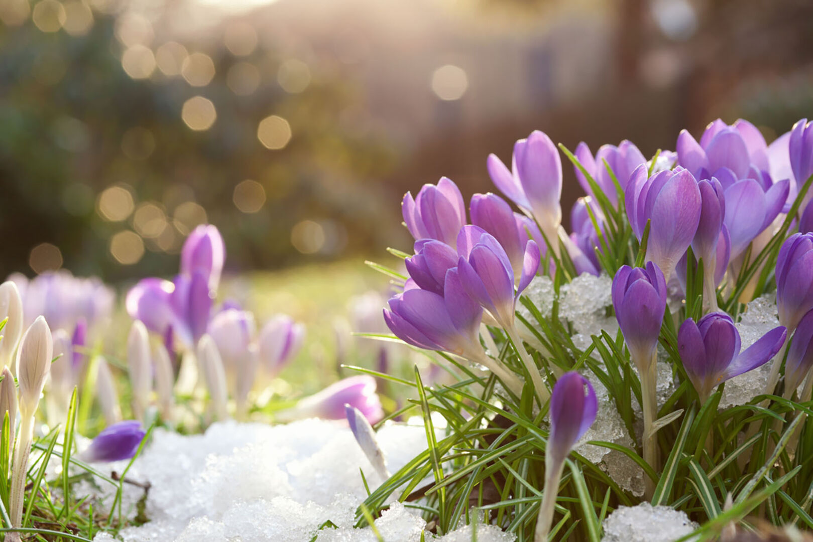 Krokus im Schnee | Credit: iStock.com/juefraphoto