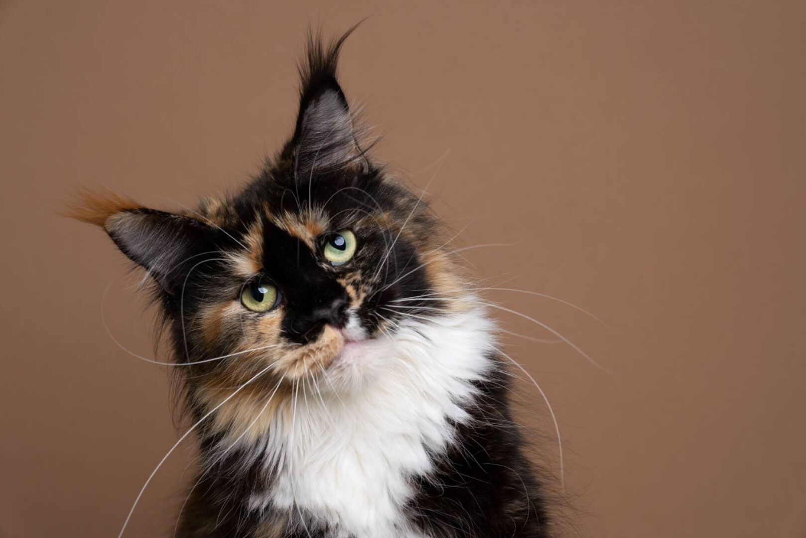 Maine Coon Katze, die den Kopf seitlich gelegt hat