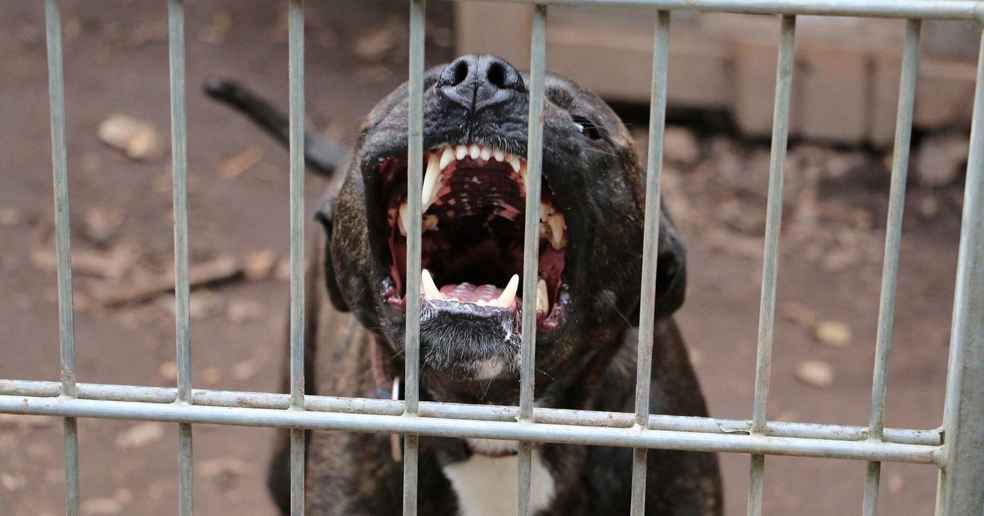 Aggressiver Hund hinter Gittern.