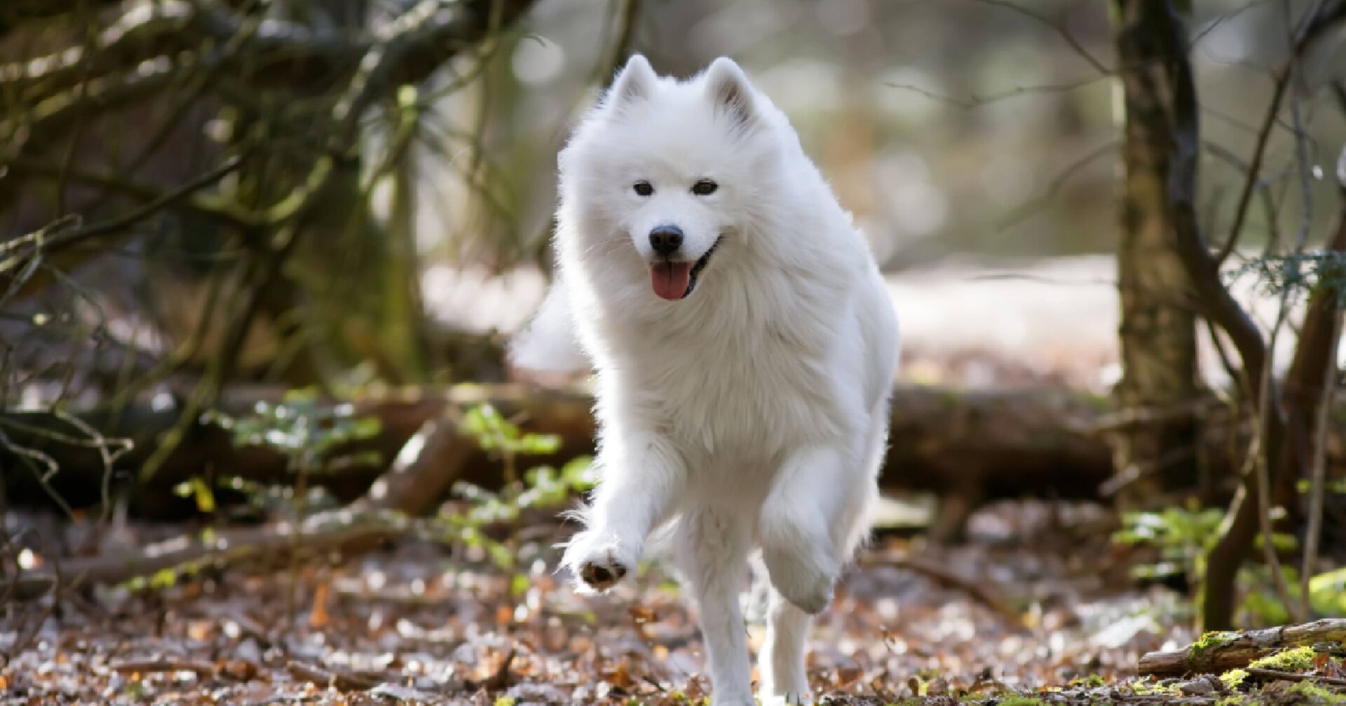Weißer Samojede-Hund im Wald