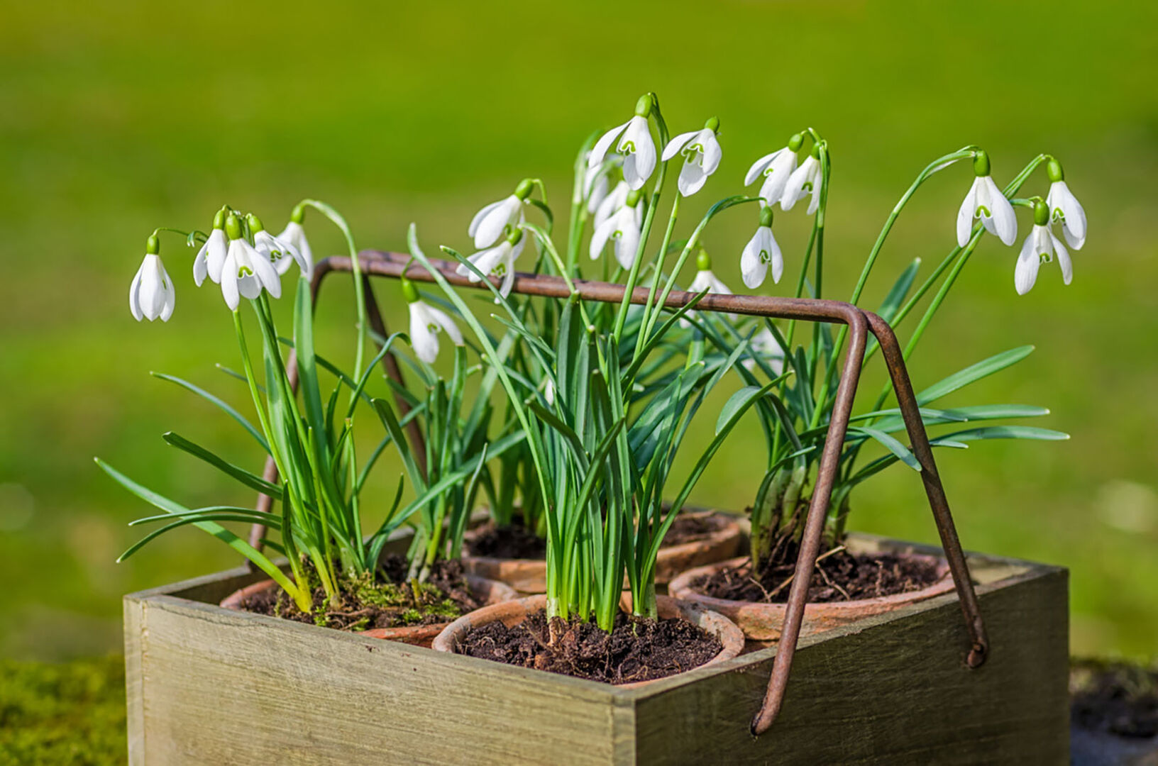 Schneeglöckchen in einem Korb | Credit: iStock.com/Zerbor
