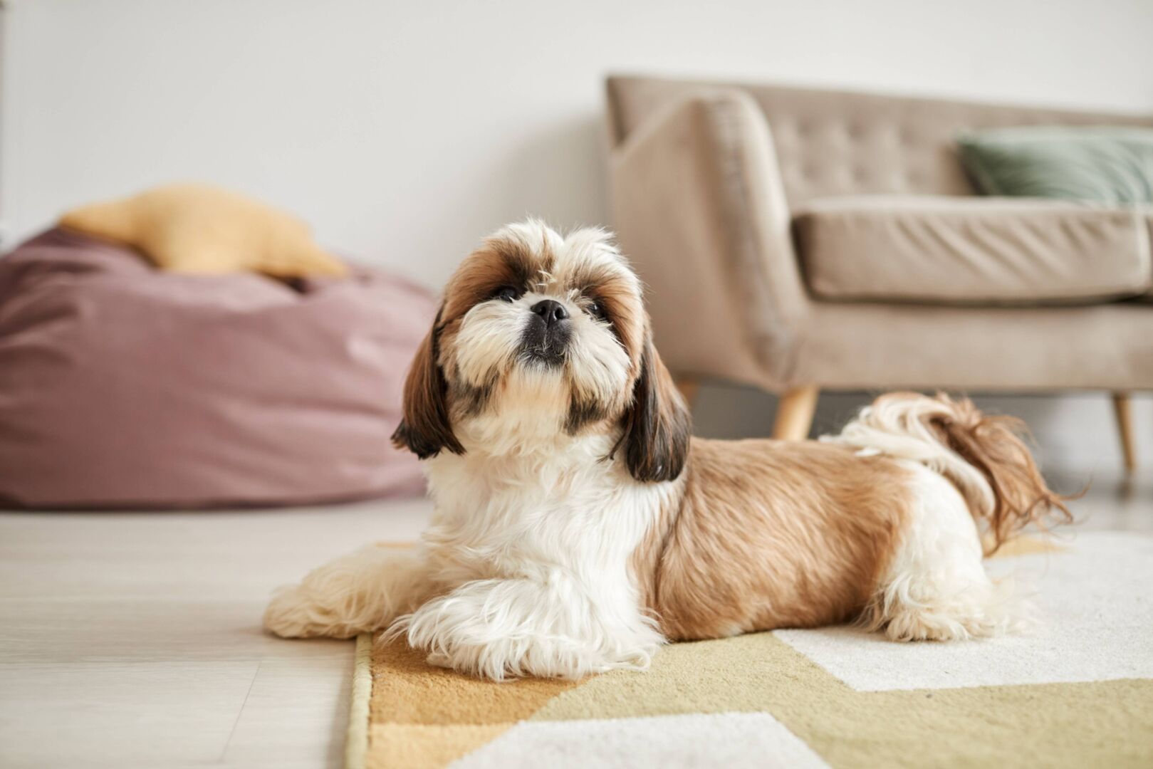 Shih Tzu auf einem hellen Teppich.
