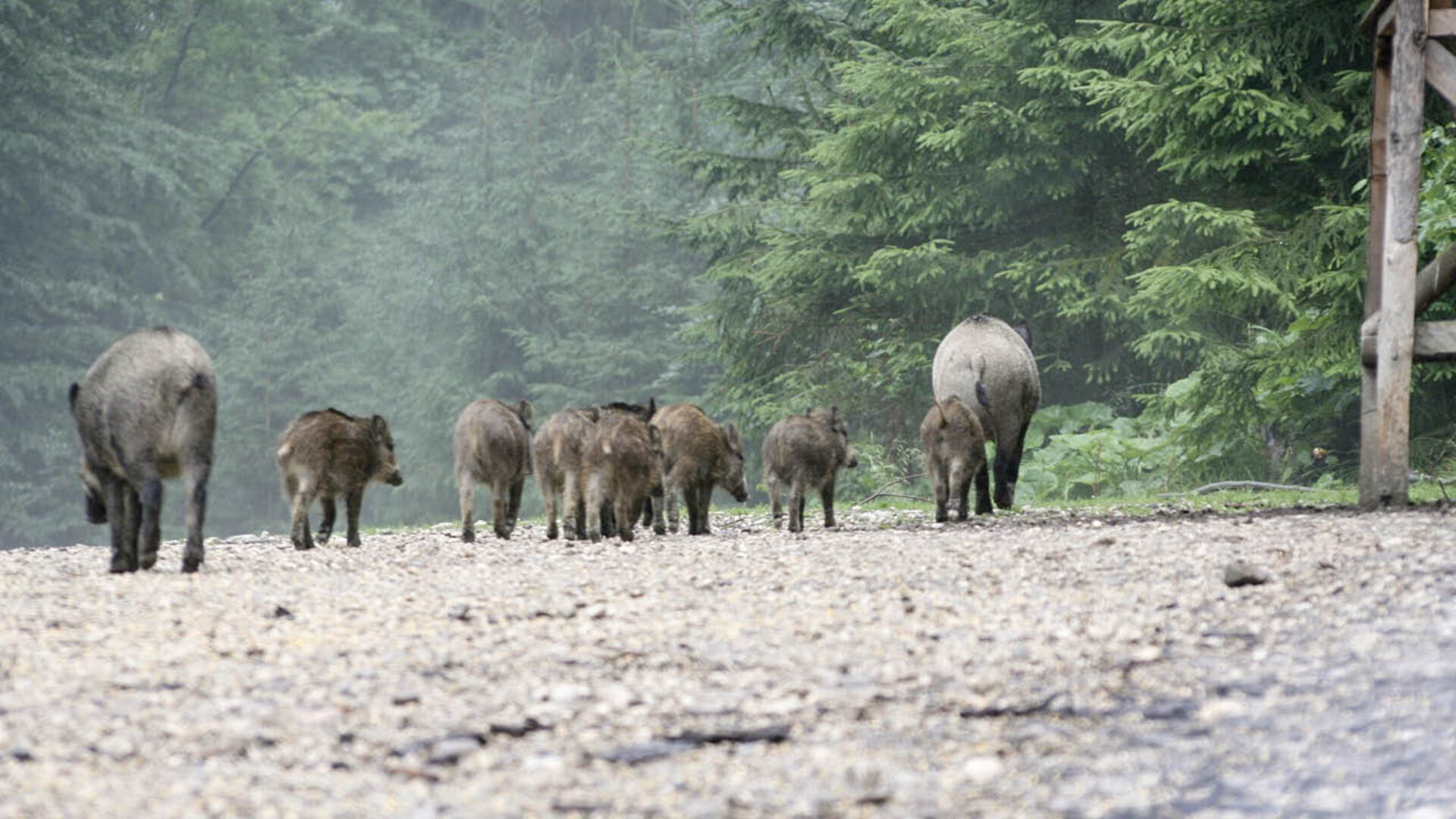 Wildschweinfamilie