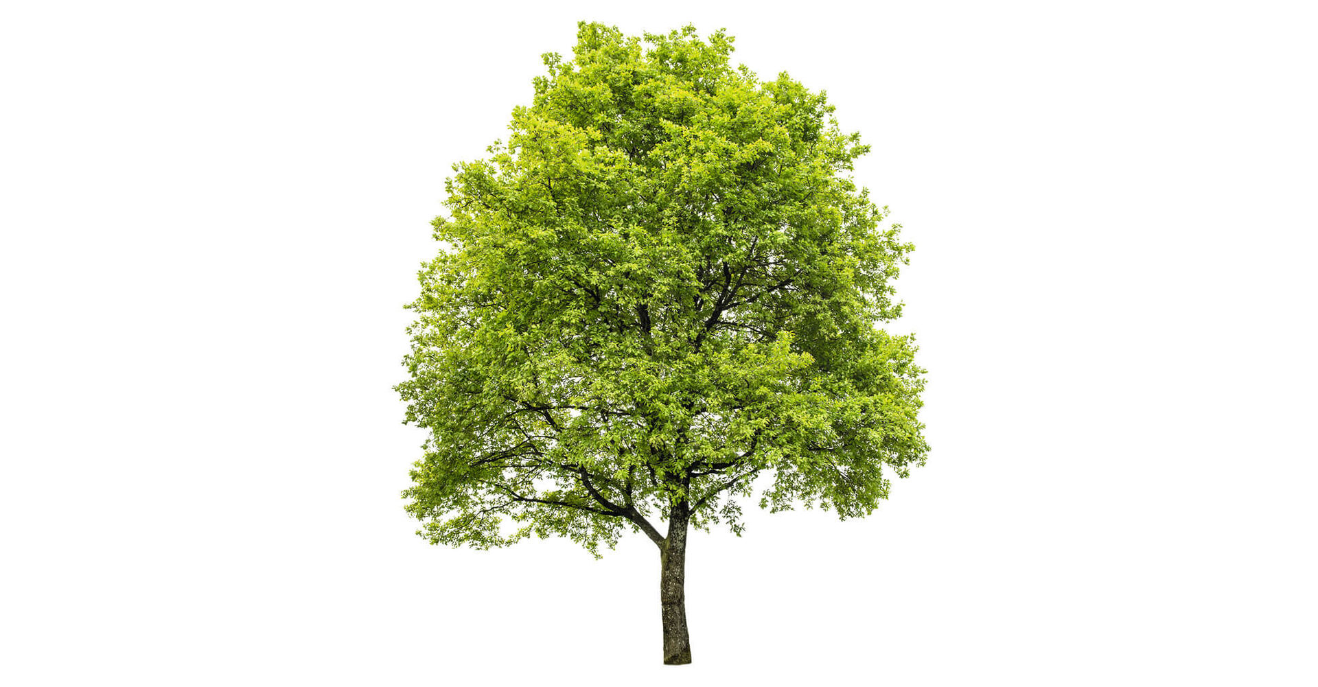 Zierbaum
