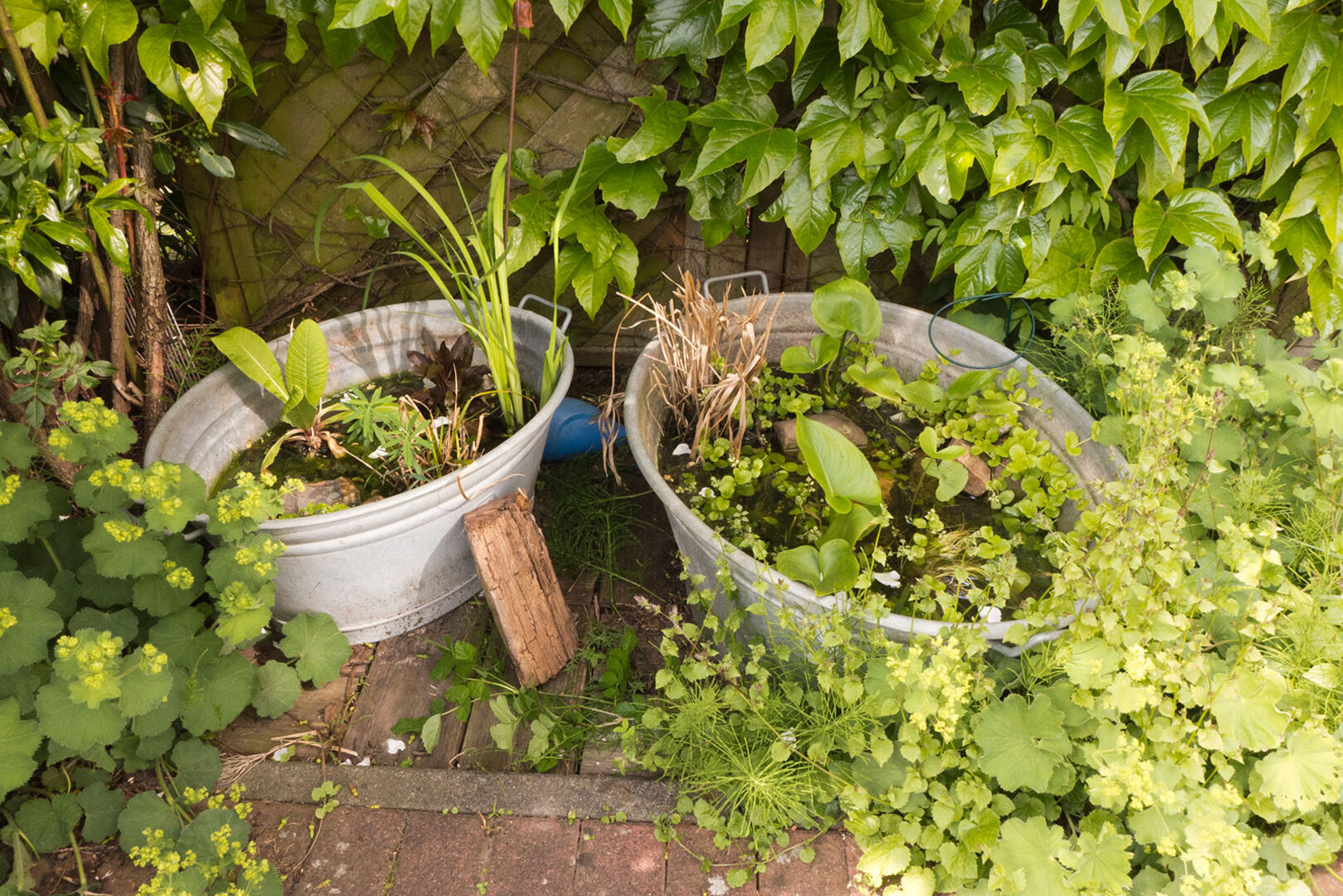 Mini-Teich auf der Terrasse | Credit: iStock.com/Edda Dupree