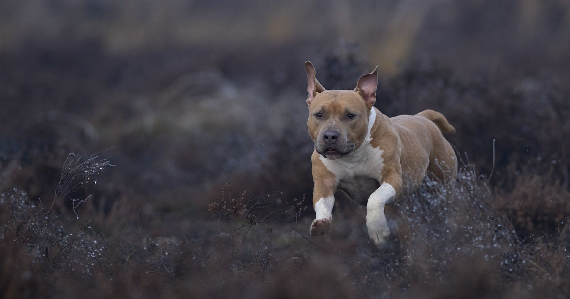 Ein Amstaff läuft in einer Wiese.
