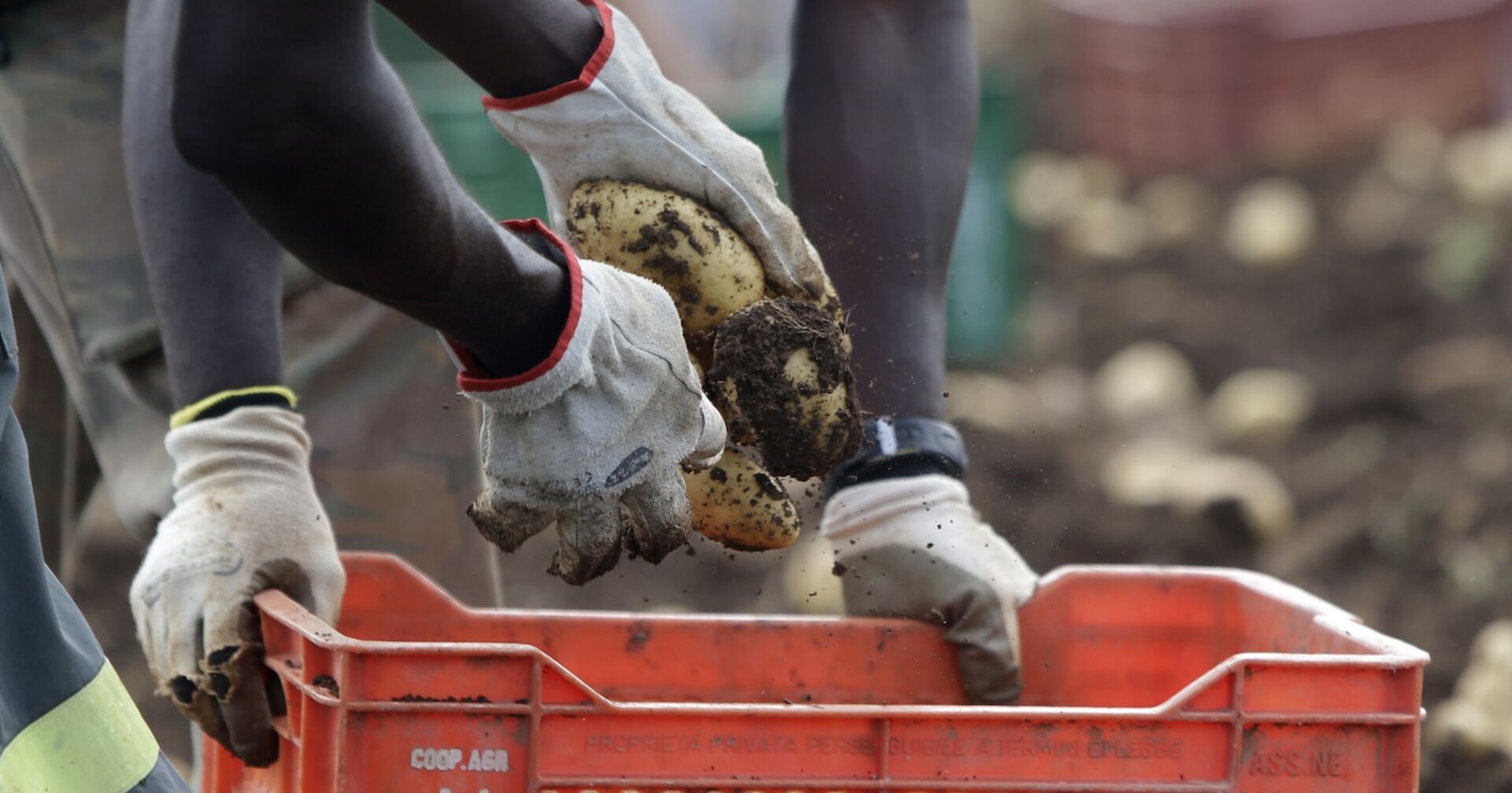 Erntehelfer sortieren Kartoffeln.