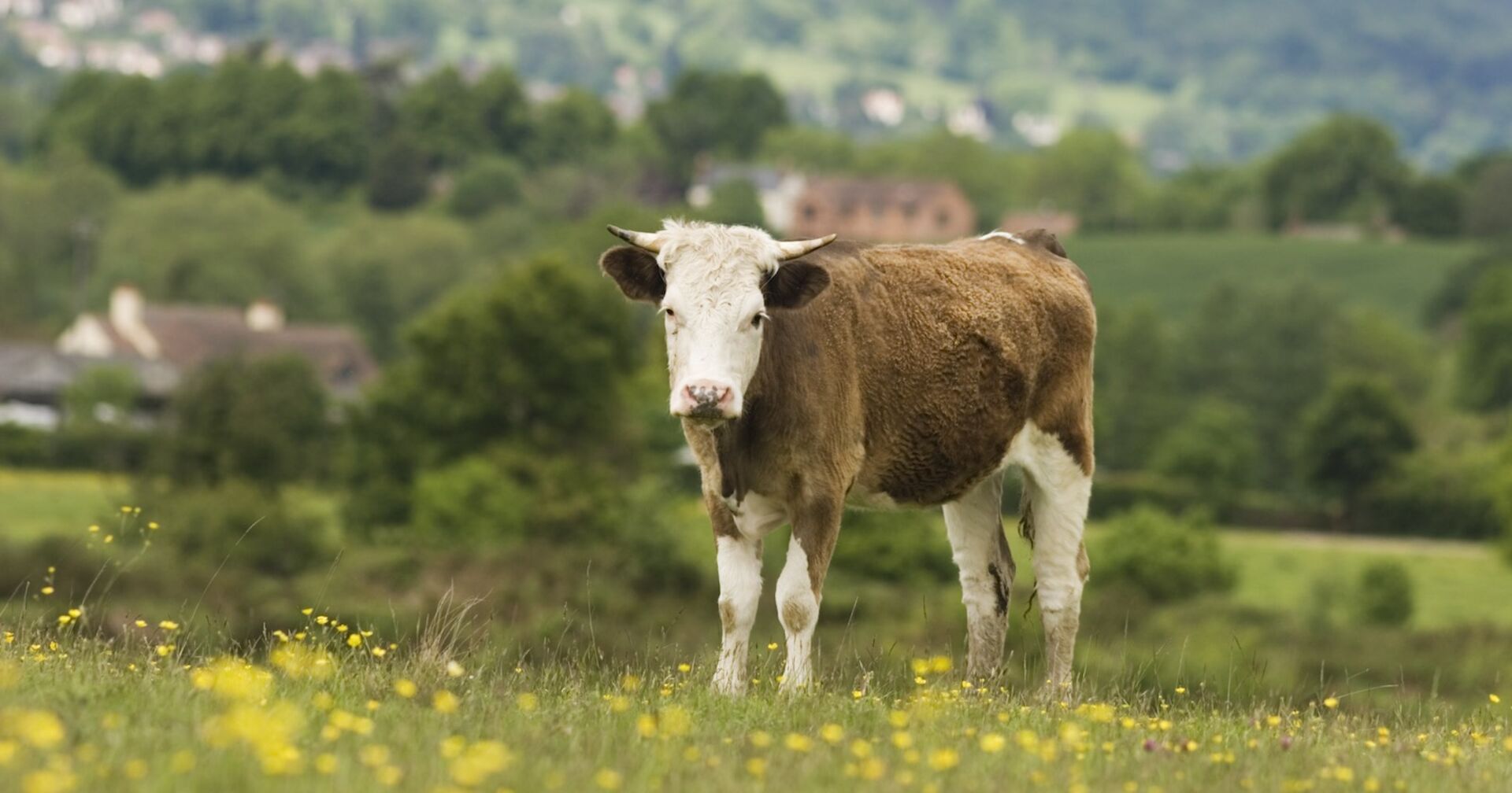 Ein junger Stier auf einer Weide.