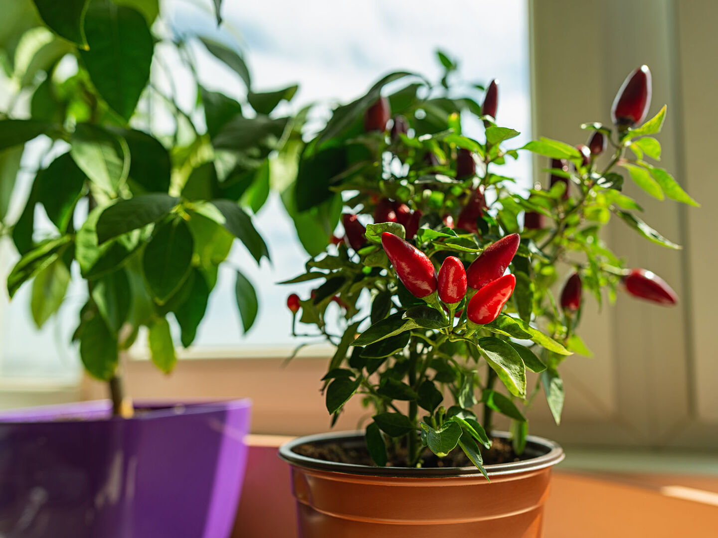 Chili-Pflanze auf einer Fensterbank | Credit: iStock.com/Veni vidi...shoot