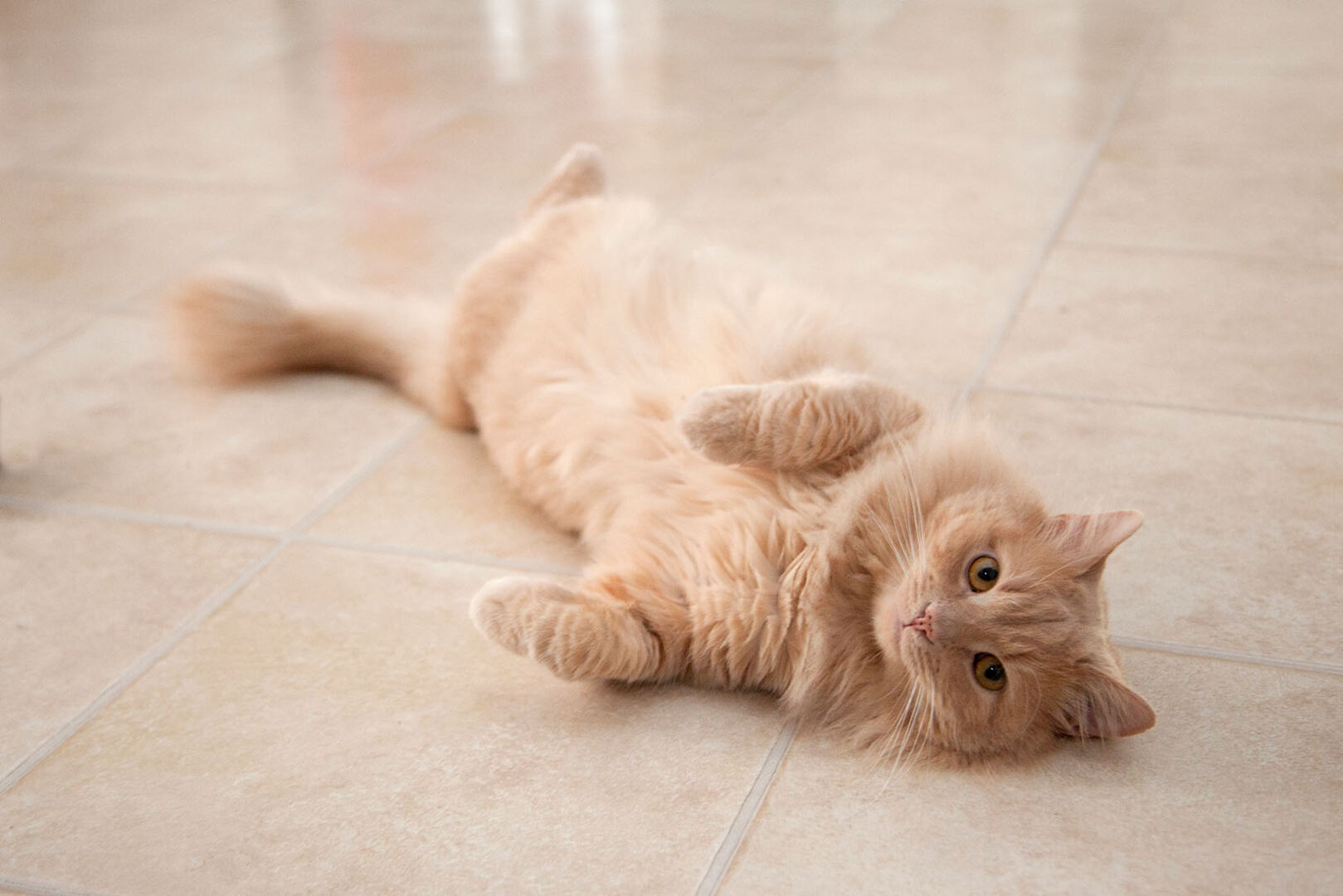 Katze liegt auf einem Fliesenboden | Credit: iStock.com/rustycanuck