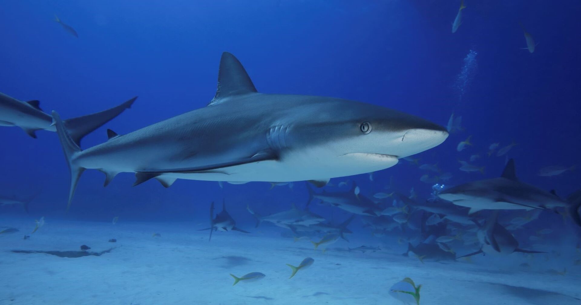 Ein grauer Riffhai unter Wasser vor einem großen Schwarm