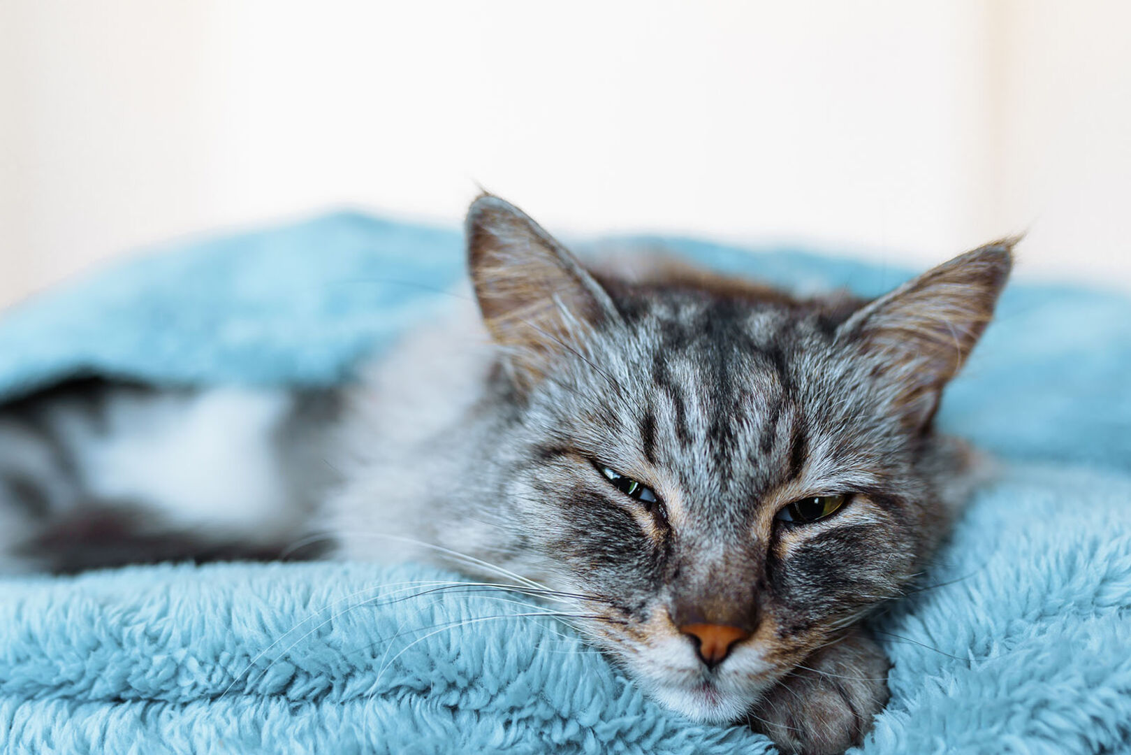 Katze schläft mit Augen offen | Credit: iStock.com/Larisa Stefanuyk
