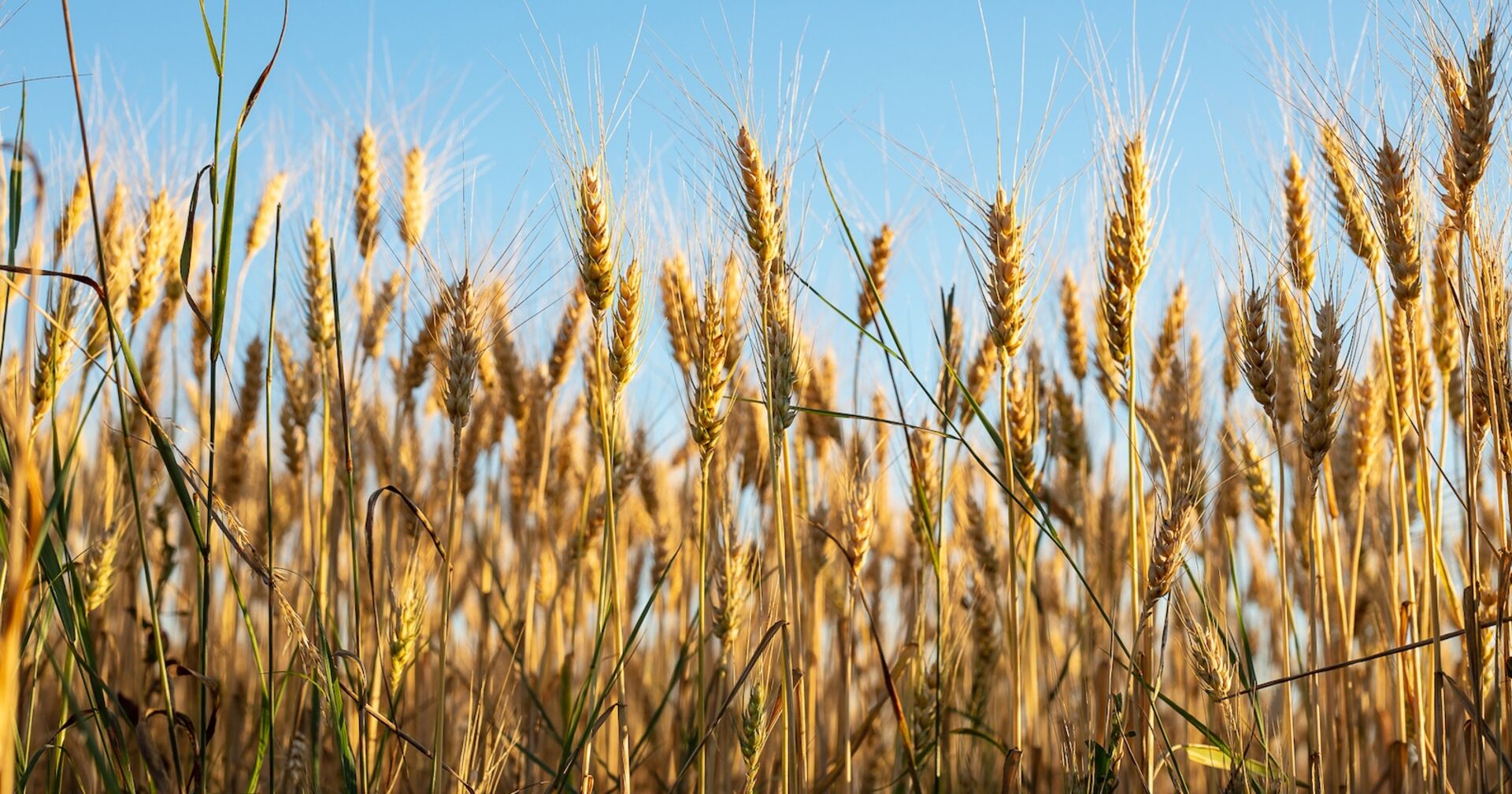 Reifer Weizen am Feld