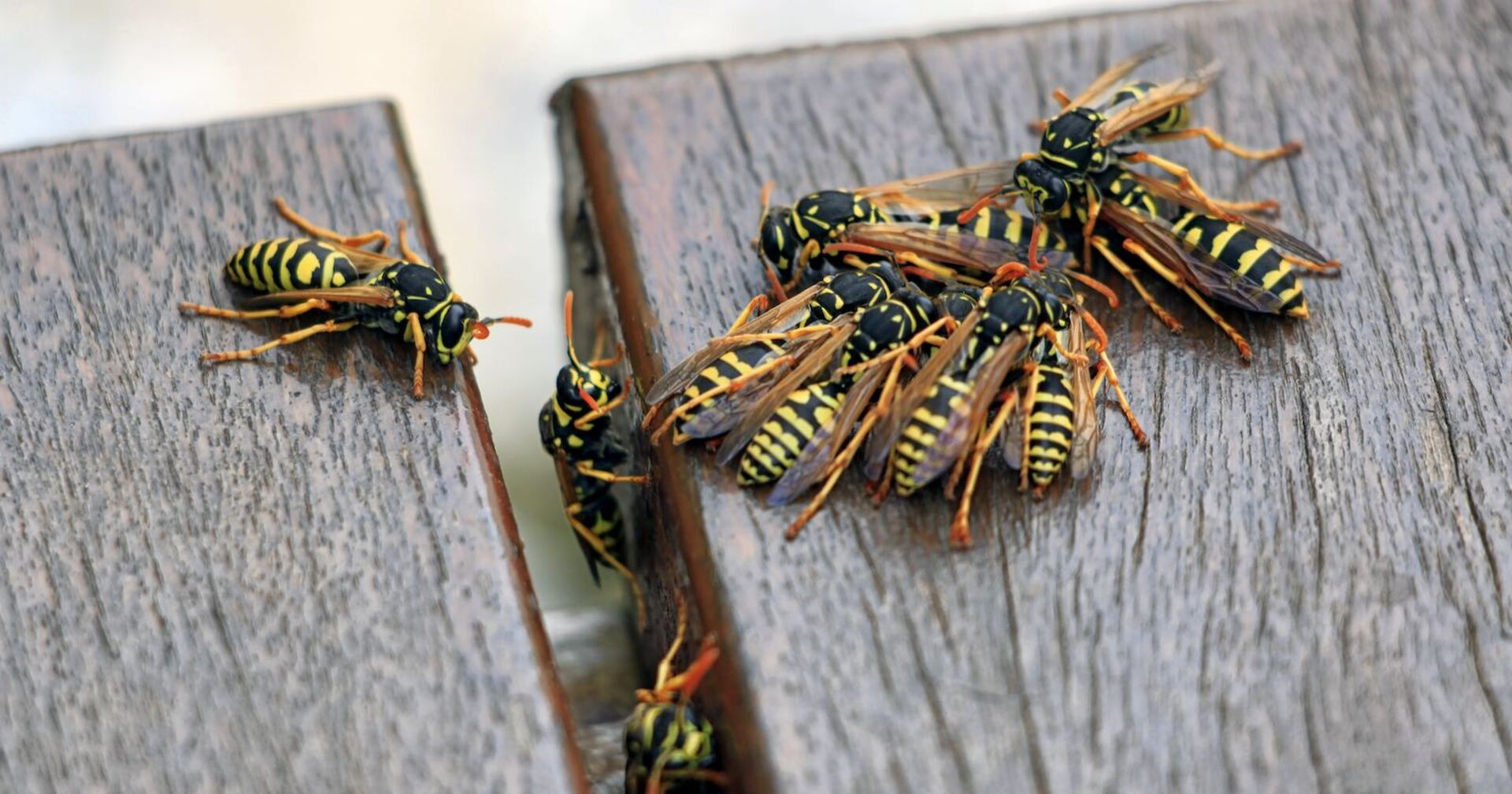 Mehrere Wespen auf einem Holzbrett.