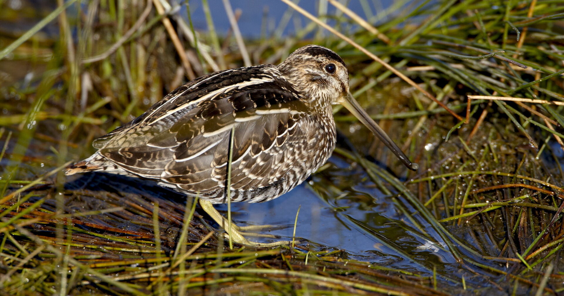 Vogelporträt auf dem Boden sitzend