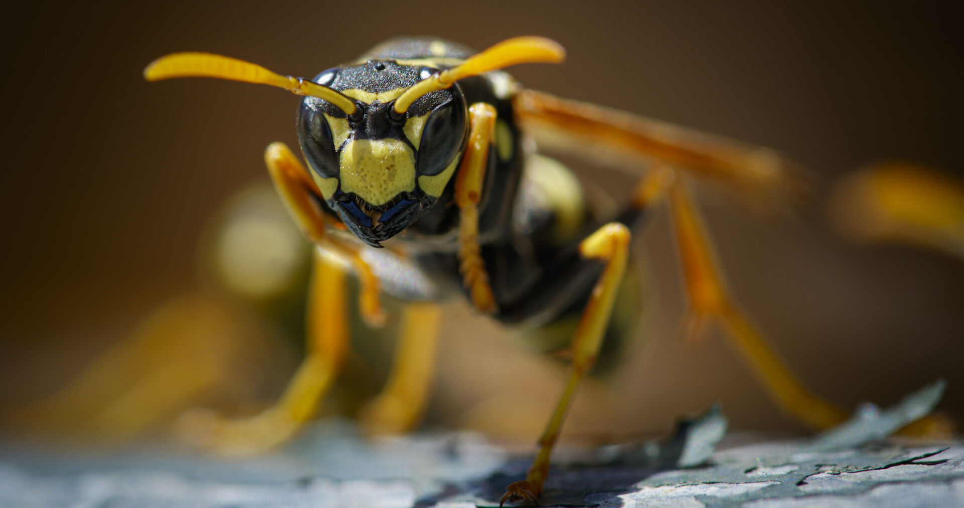 Nahaufnahme von einer Wespe