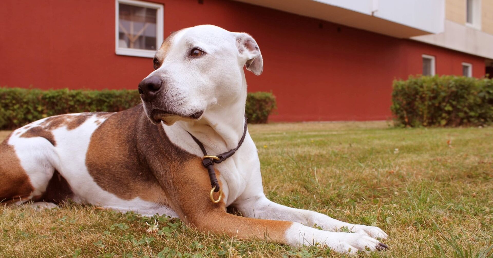 American Staffordshire Terrier liegt auf Grasfläche