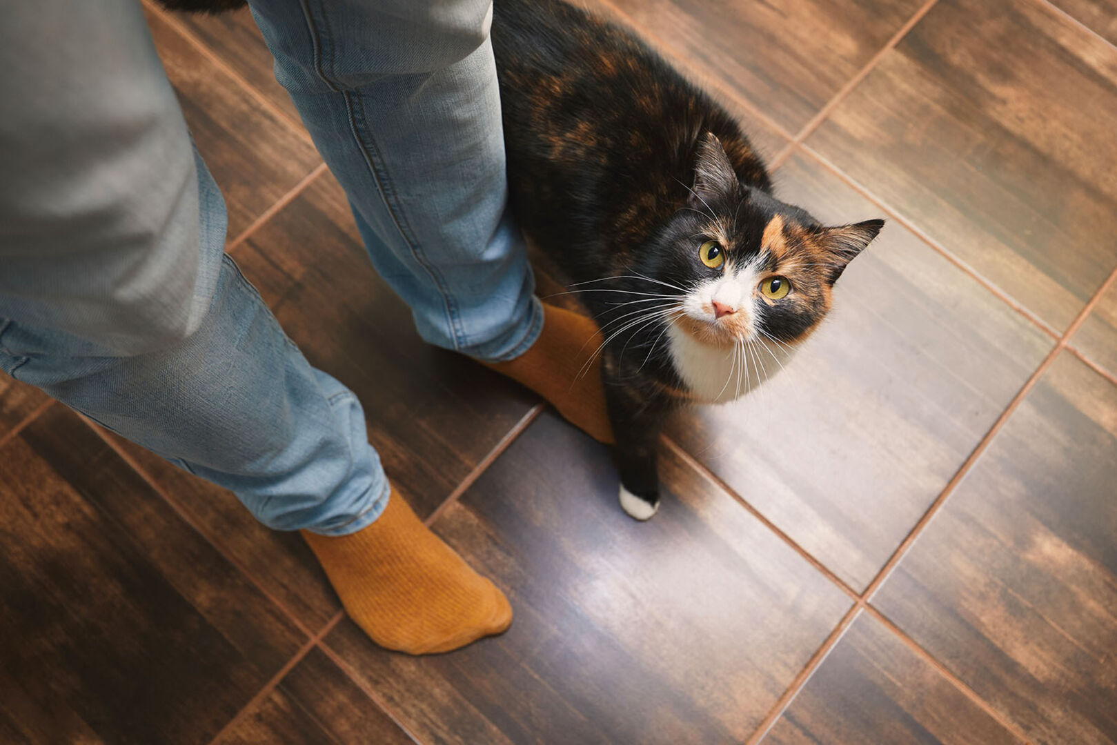 Katze streicht um Beine | Credit: iStock.com/Chalabala