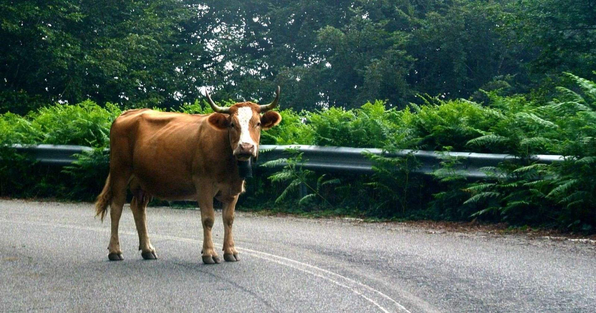 Eine Kuh steht mitten auf der Straße.