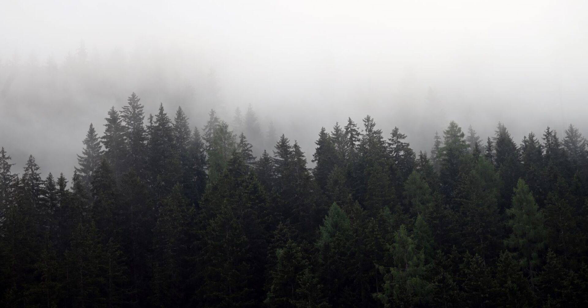 Ein düsterer Wald mit Nebel.