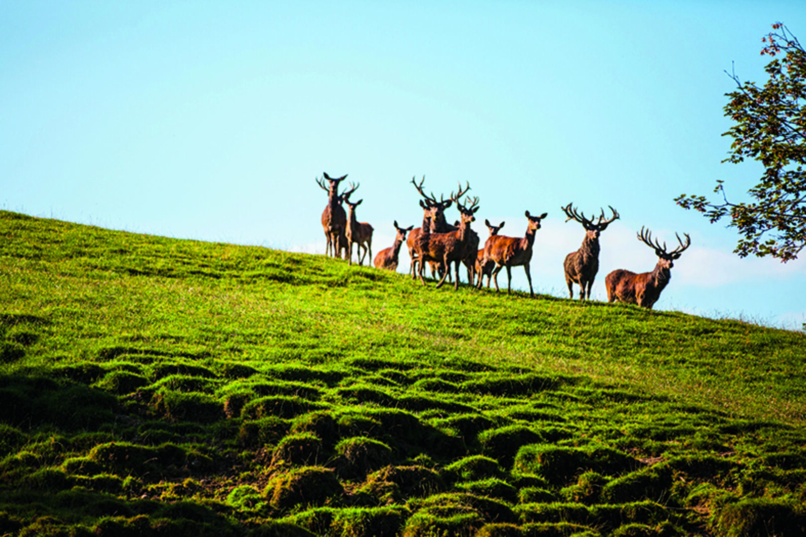Auf der Rundwanderung durch den Alpenwildpark gibt es Hirsche, Mufflons, Alpensteinböcke, Wildschweine, Murmeltiere und ein Kleintiergehege zu sehen.