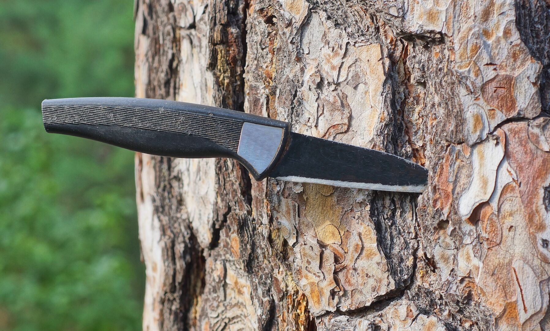 Ein schwarzes Eisenmesser ragt in die braune Rinde einer Kiefer