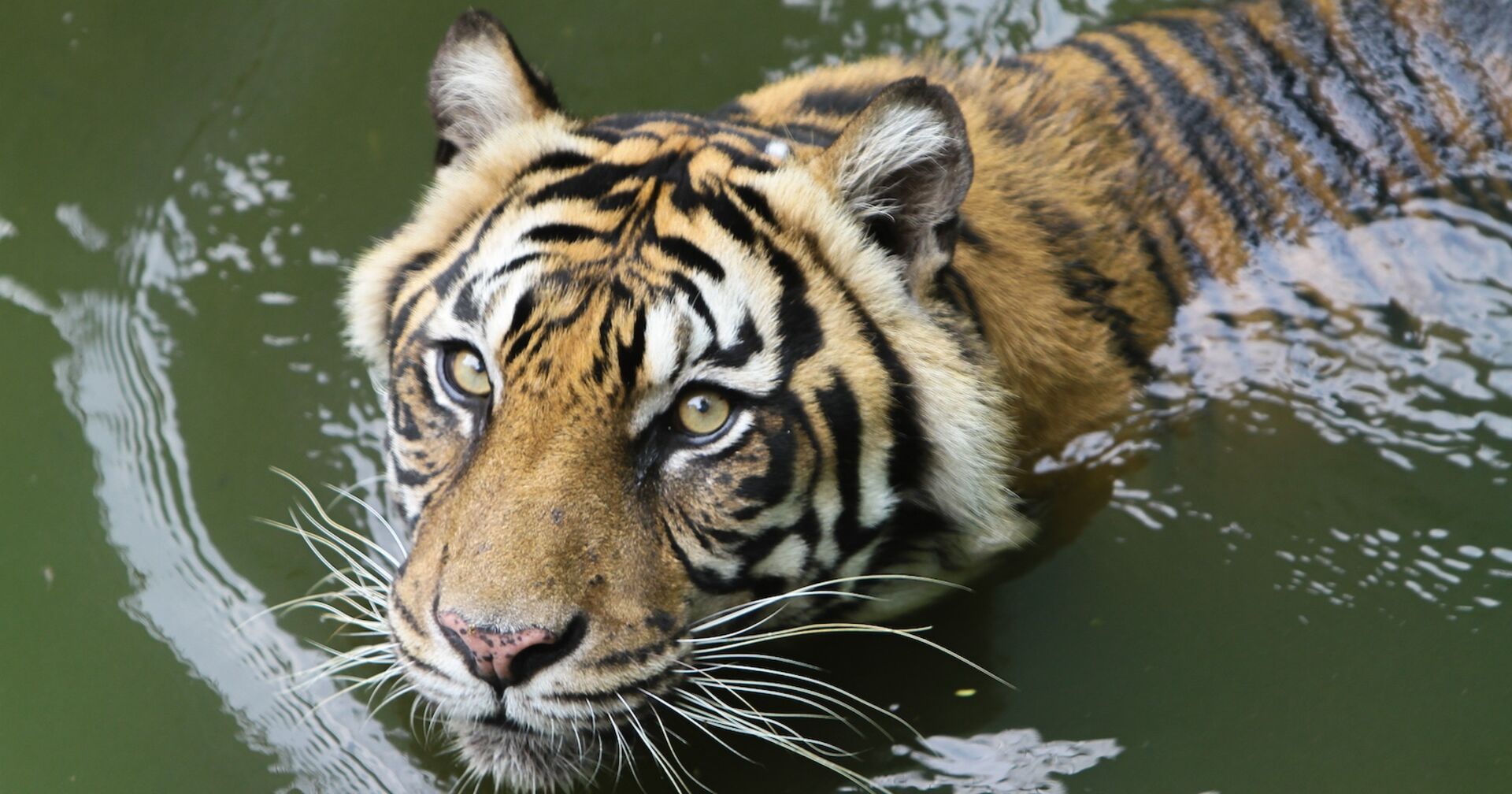 Tiger in Gewässer