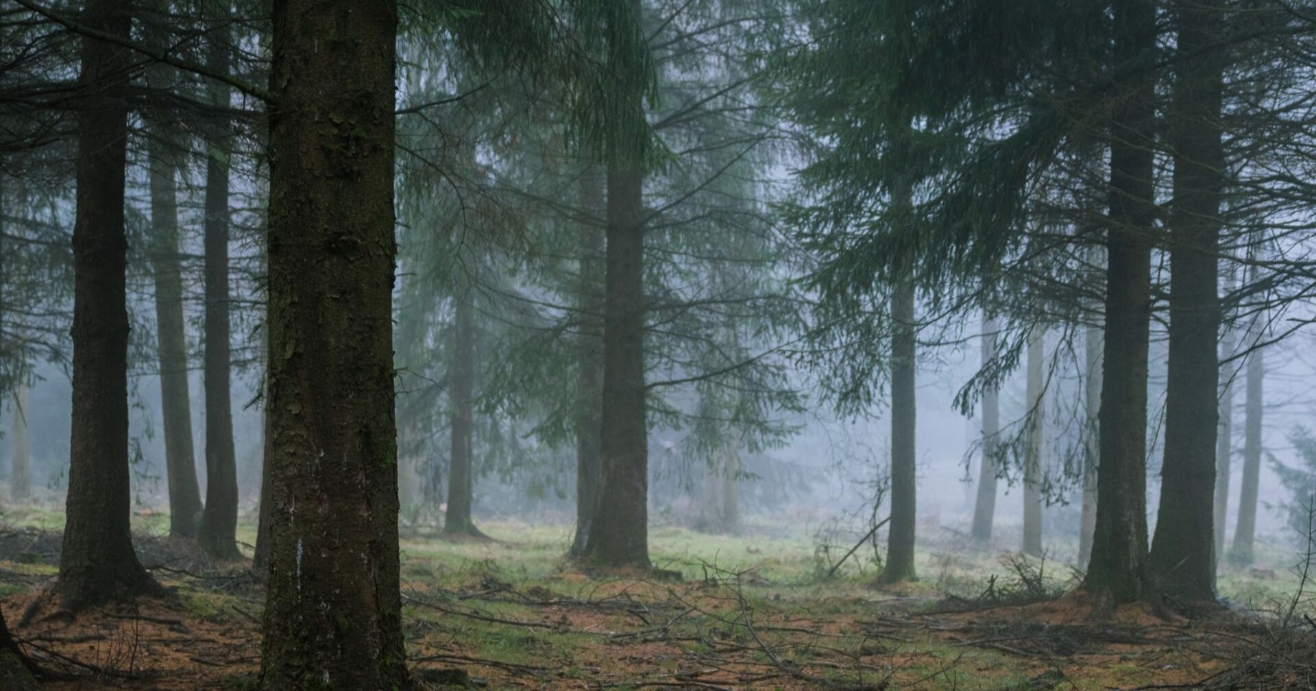 Nebeliger Nadelwald