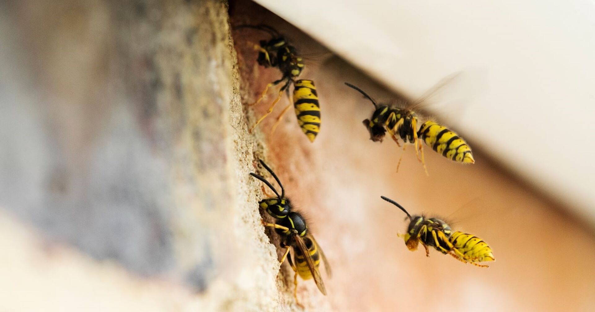 Vier Wespen fliegen in ihr Nest.
