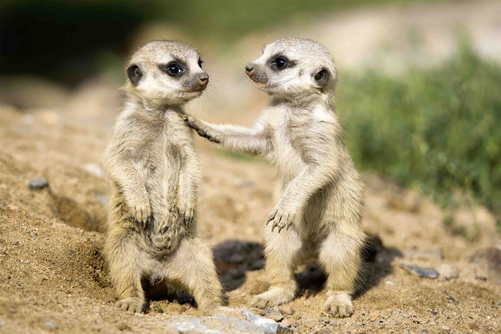 Erdmännchen