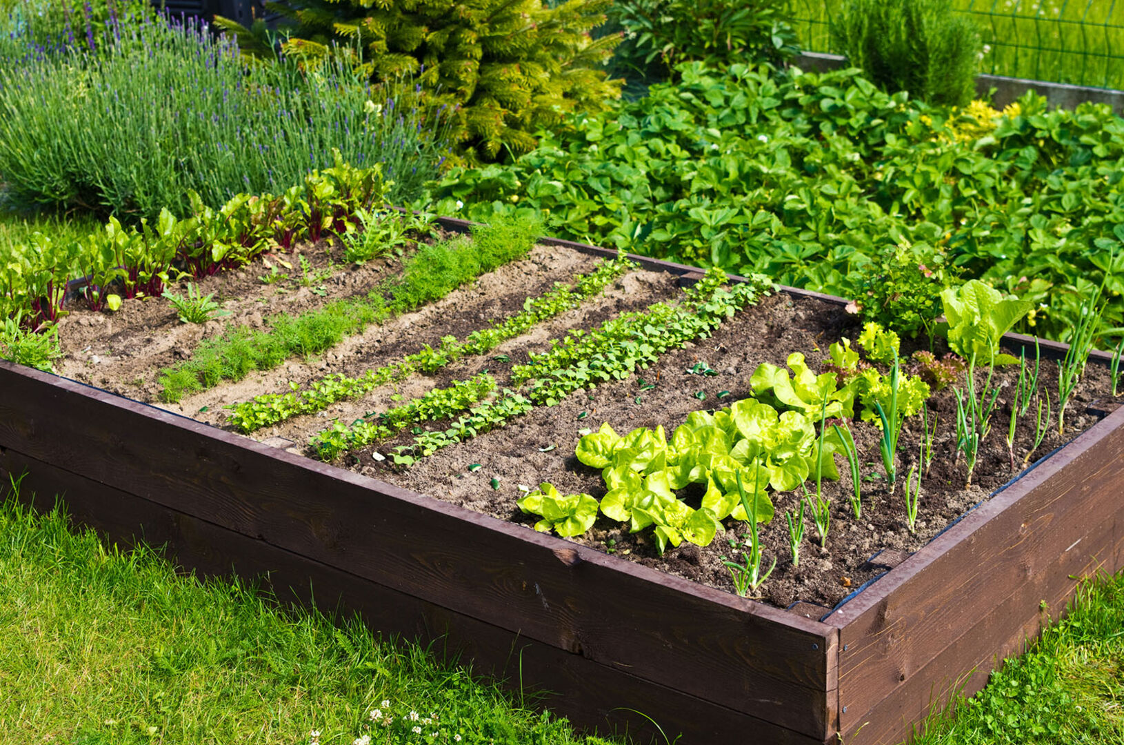 Gemüsegarten als Gedenkgarten | Credit: iStock.com/AHatmaker