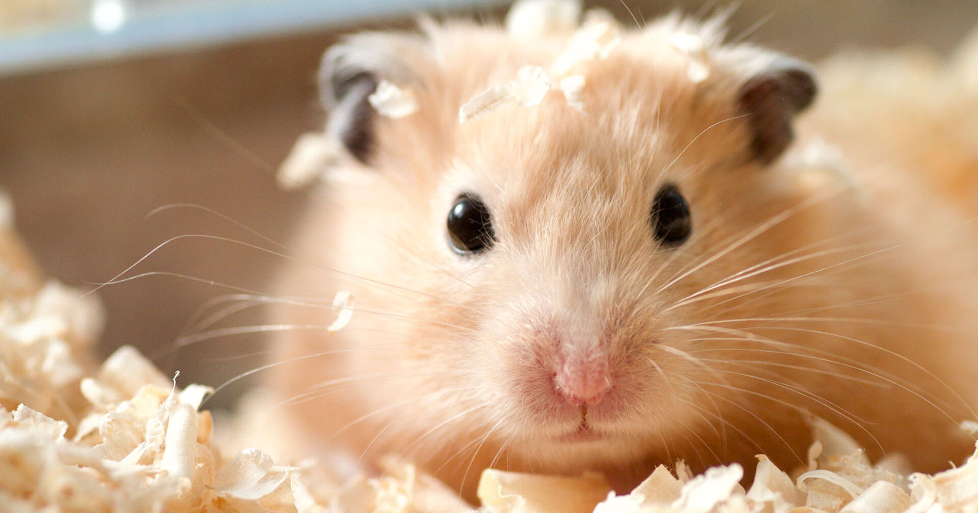 Hamster im Heu | Credit: iStock.com/TETU