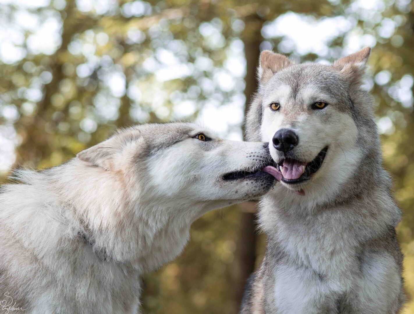 Wolfspaar