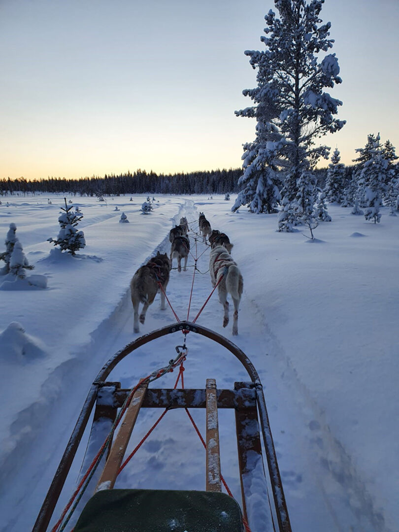 Für Tierliebhaber ein besonderes Erlebnis. Mit dem Hundeschlitten geht es als Selbstfahrender durch die atemberaubende Winterlandschaft.