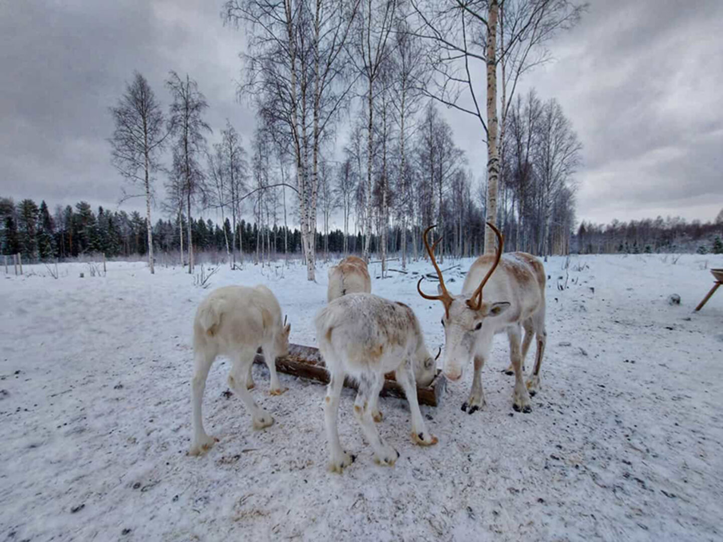 Die Gäste spazieren durch die faszinierende Winterlandschaft zu den Rentieren und dürfen auch das ein oder andere Leckerli (Flechten) verteilen.