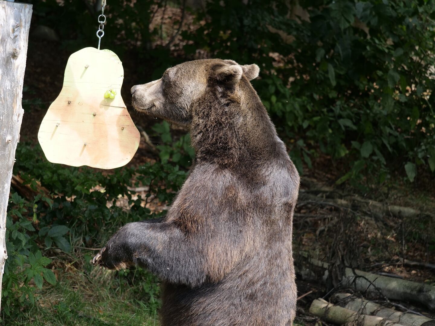 Bärenwelt Arbesbach
