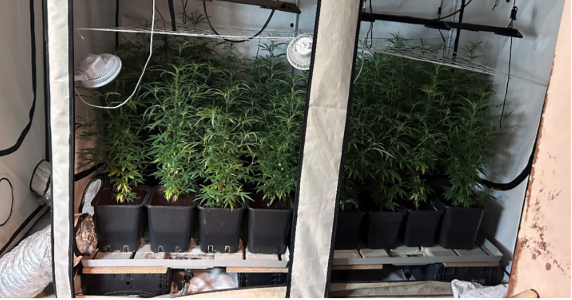 Cannabispflanzen in einer Plantage