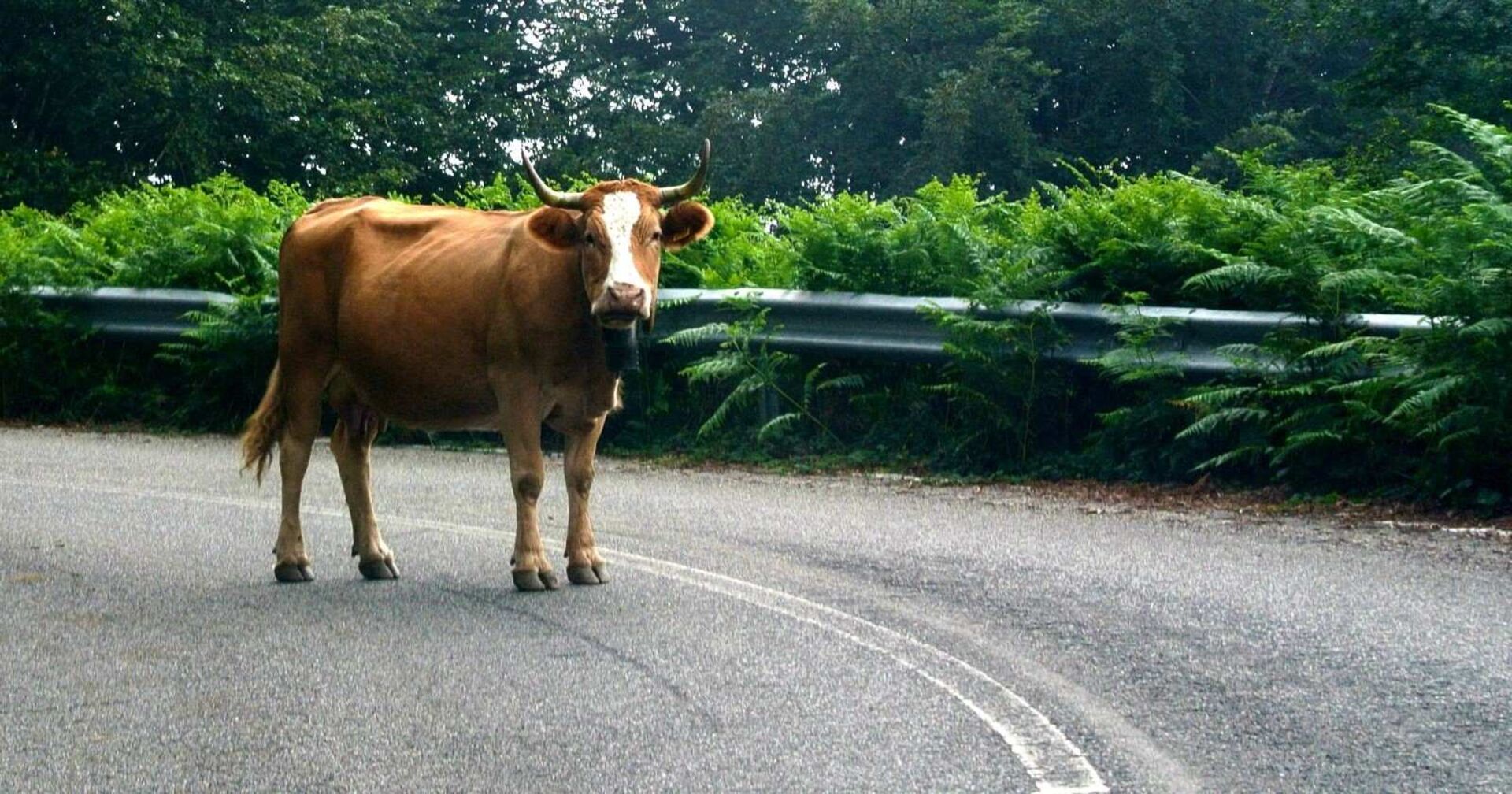 Eine braune Kuh steht mitten auf der Straße.