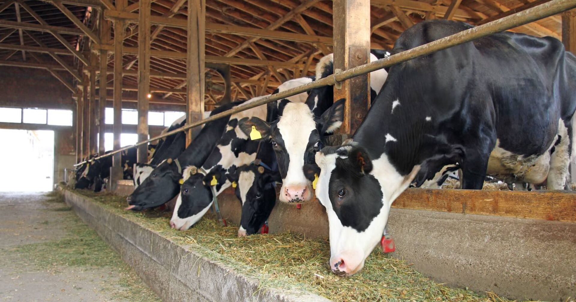 Milchkühe in einem Stall.
