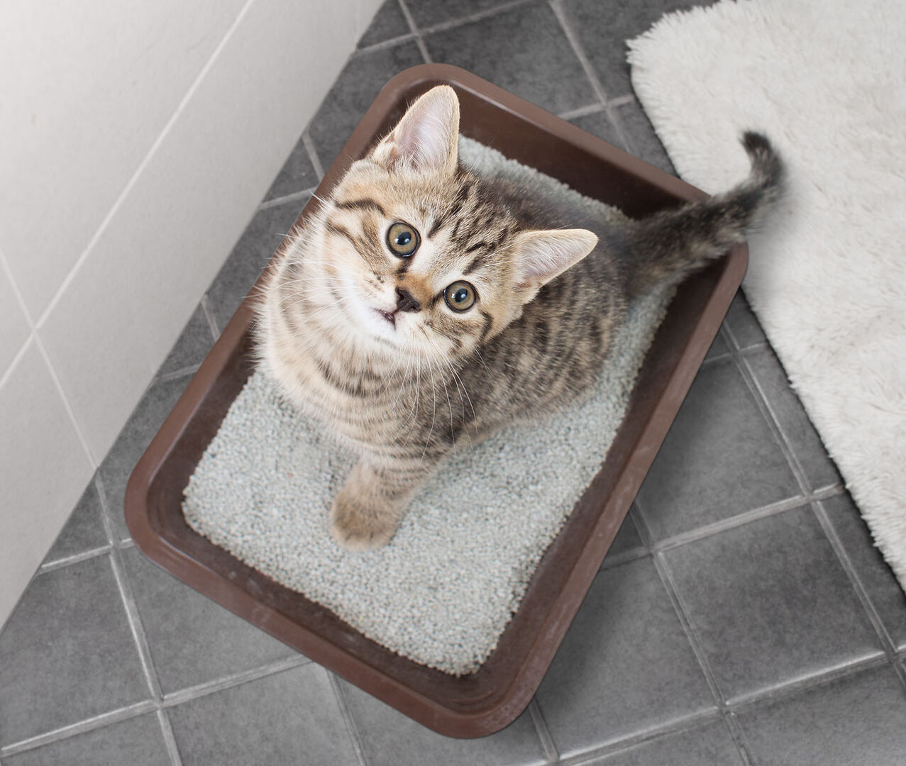 Katze sitzt im Katzenklo | Credit: iStock.com/Andrey_Kuzmin
