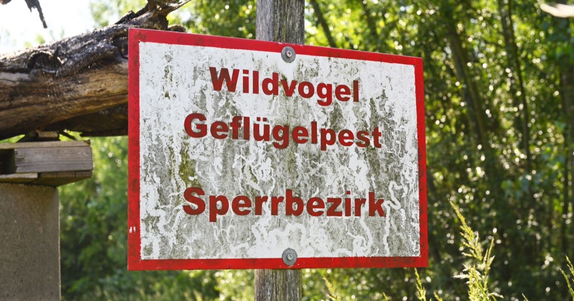 Warnschild zu Vogelgrippe