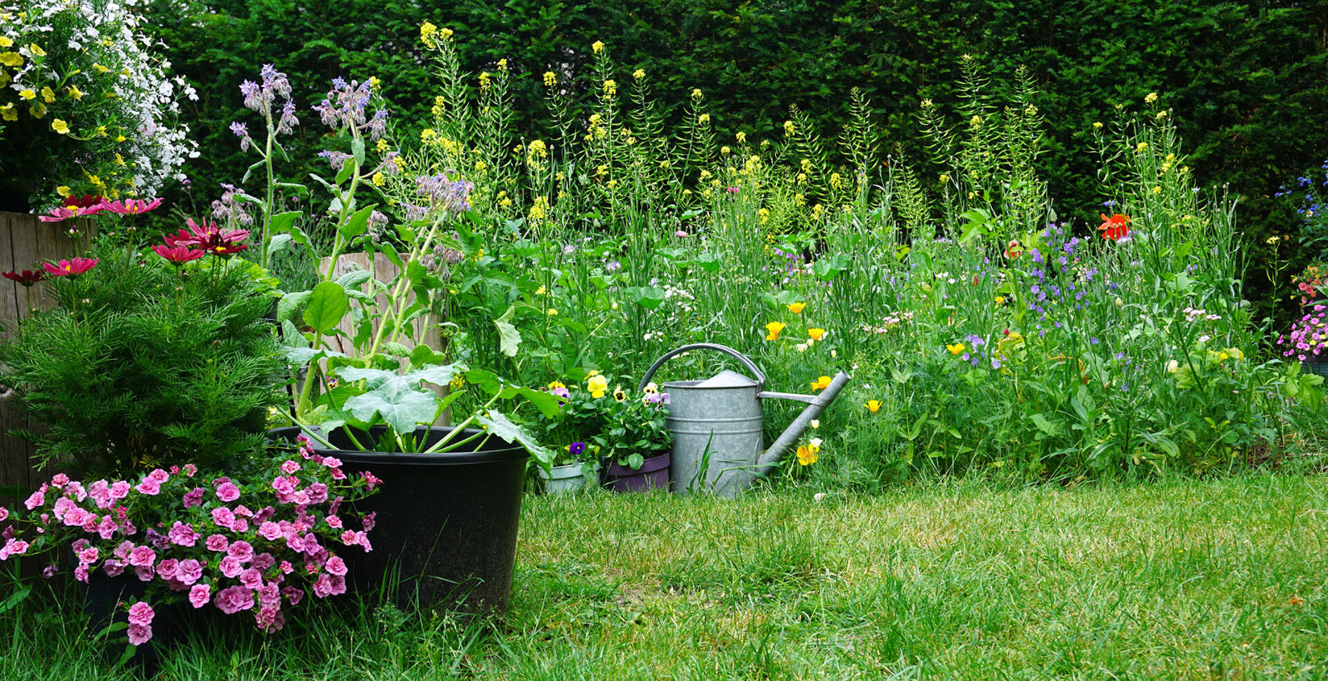 Wilder Garten | Credit: iStock.com/L Feddes